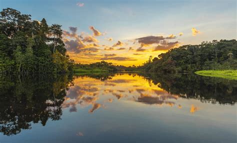  Imagens da Selva: Um Olhar Profundo sobre a Diversidade Amazônica